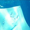 沖縄美ら海水族館に行ってまいりました。・４