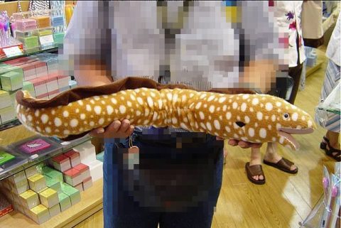 沖縄美ら海水族館に行ってまいりました。・８　