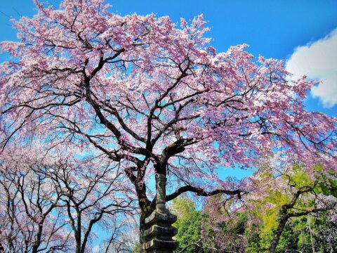 京都JRプラン