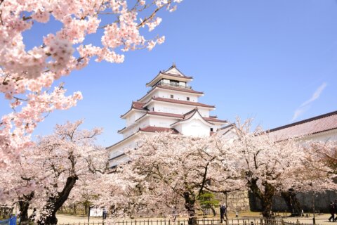 東北桜JRツアー